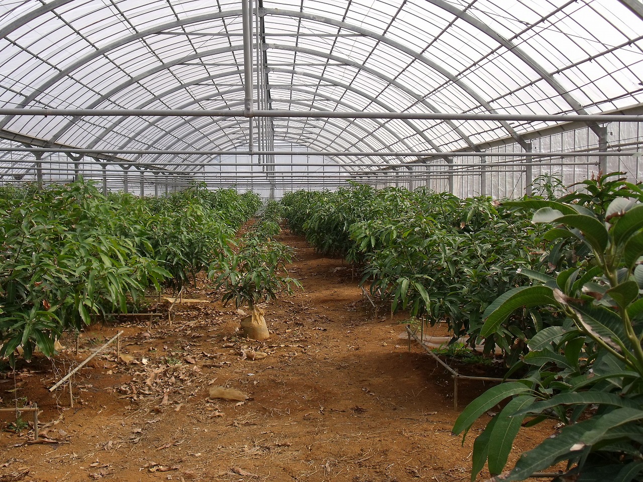 茶色い土壌が特徴的なビニールハウス内のマンゴー園