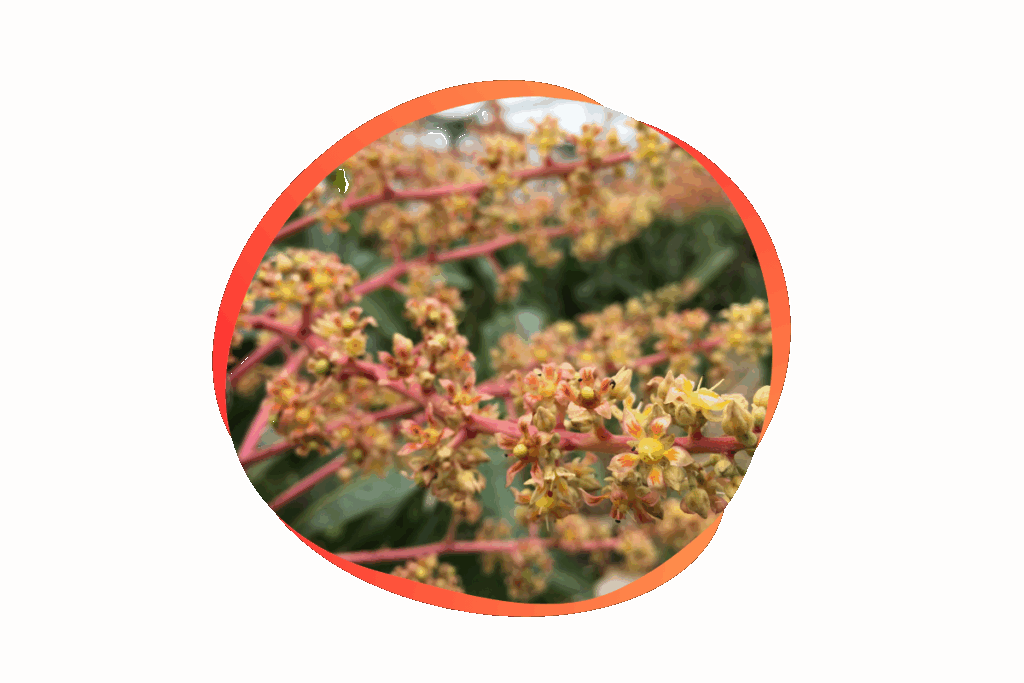 まだ実になる前のマンゴーの花