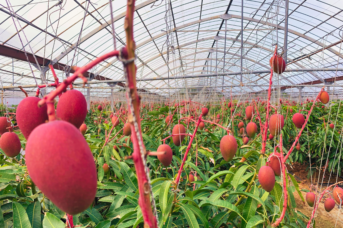 太陽に照らされたビニールハウスの中で赤く実のなったマンゴー